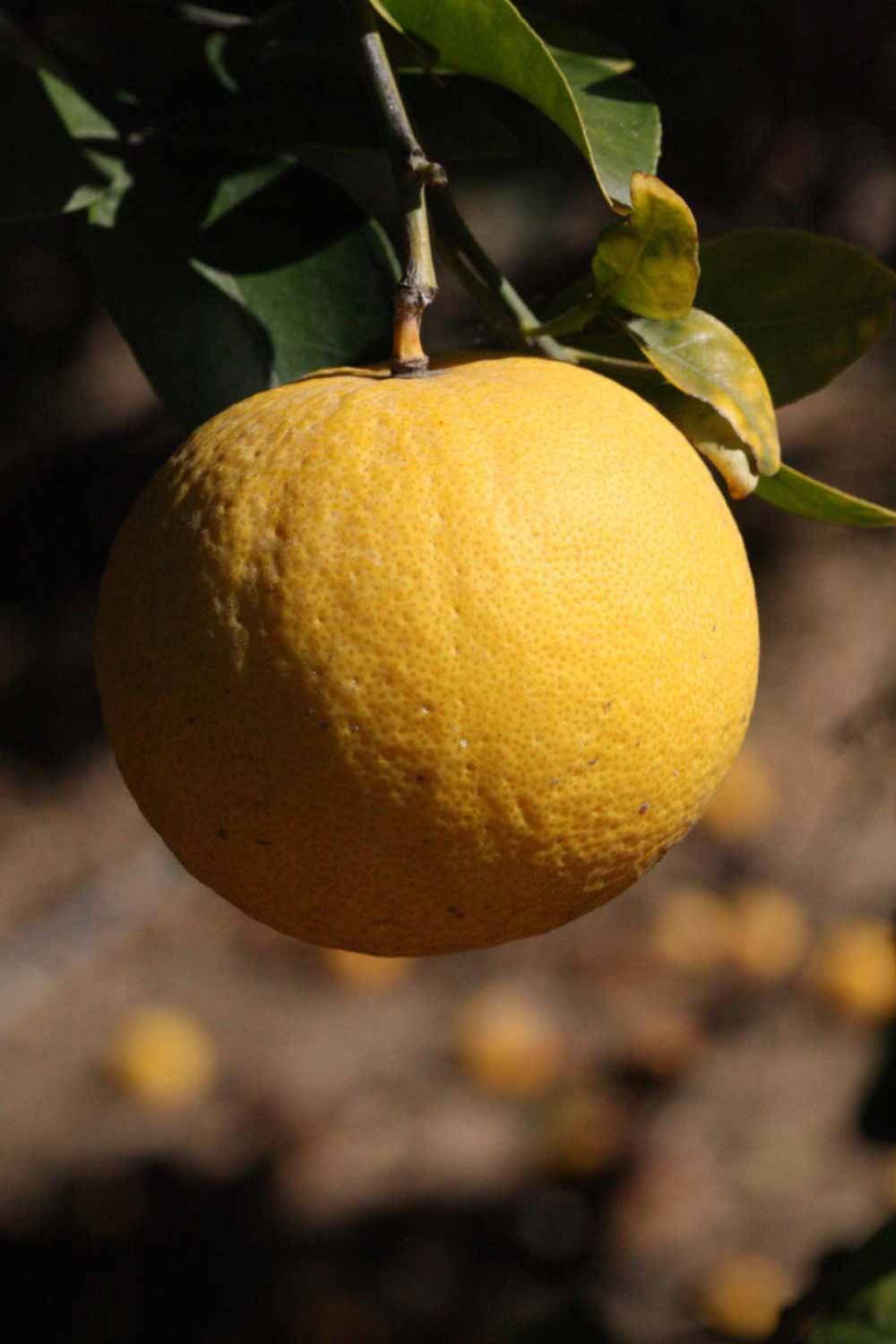              Fruit (Riverside, CA)       